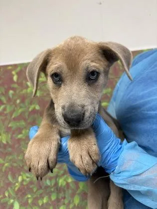 A young small-sized female Shepherd dog named Stella for adoption in San Antonio, TX