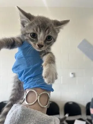 A young small-sized male Domestic Short Hair cat named Bloop for adoption in Baton Rouge, LA