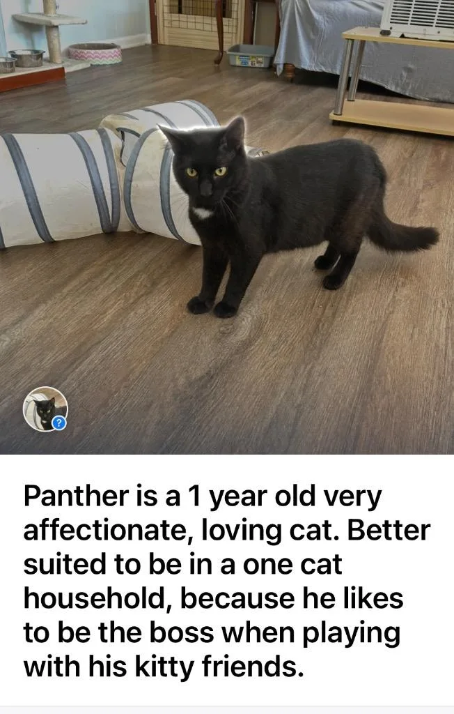 Panther thumbnail 2