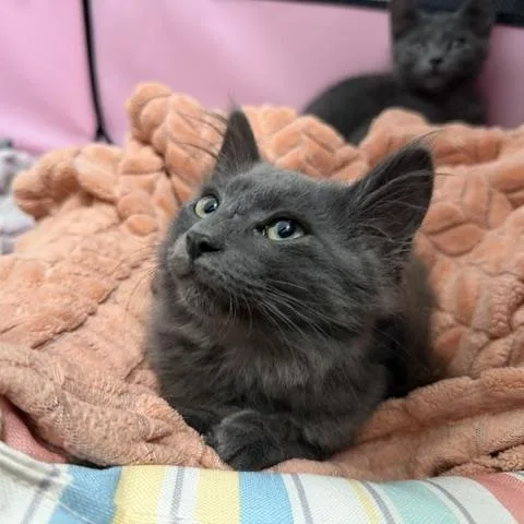 Demetri