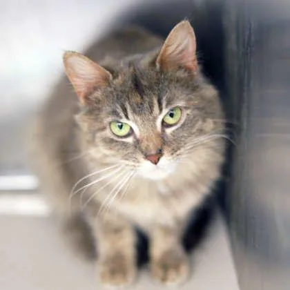 A young small-sized female Gray / Blue / Silver Domestic Short Hair cat named Foxglove for adoption in Atlanta, GA
