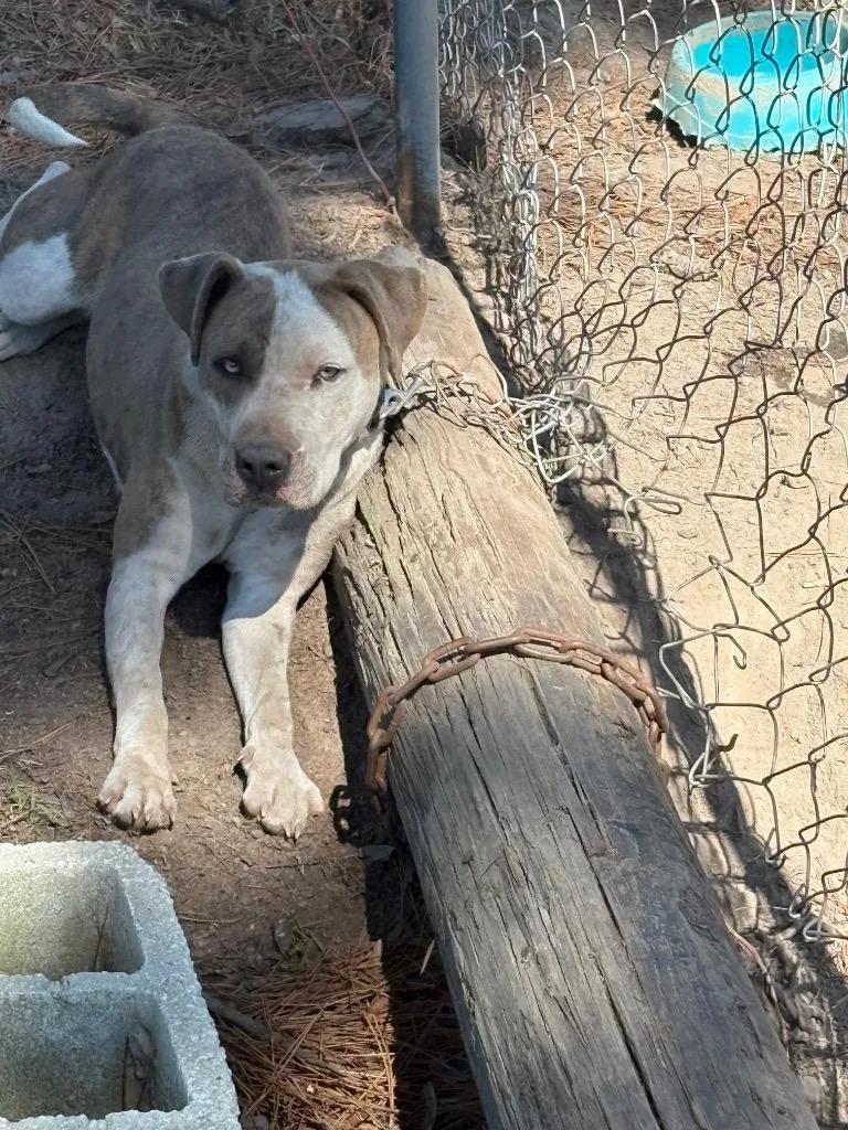 A young medium-sized female Pit Bull Terrier dog named Betty for adoption in Effingham, SC