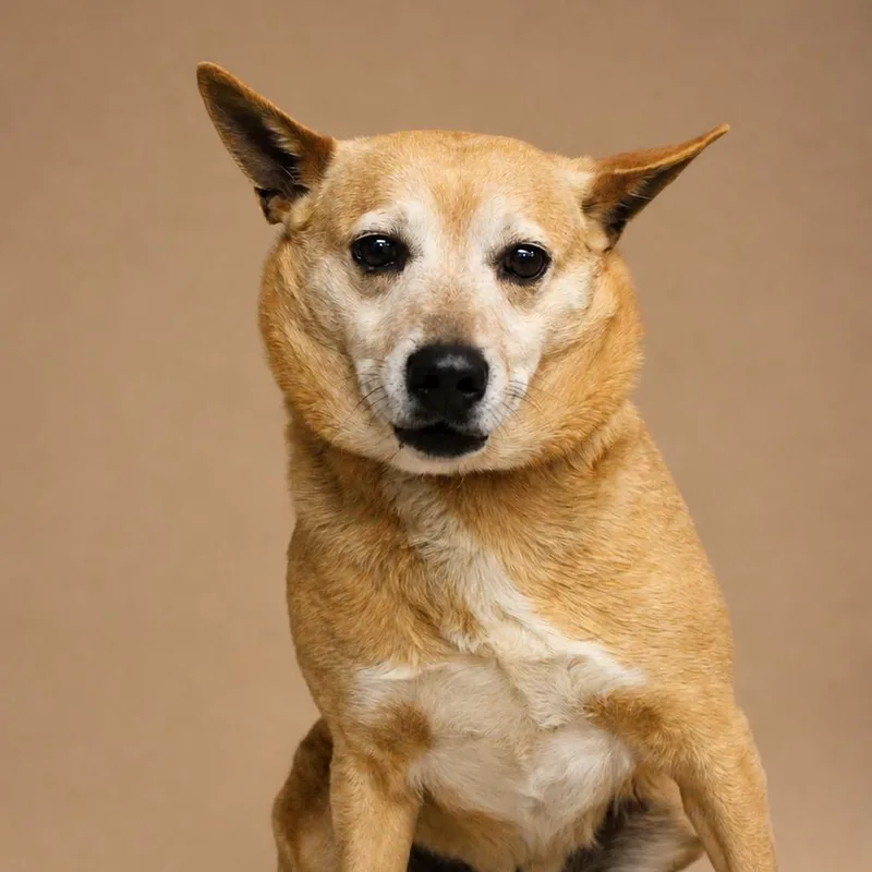 A senior medium-sized male Yellow / Tan / Blond / Fawn Shiba Inu dog named Lobo for adoption in Washington, DC