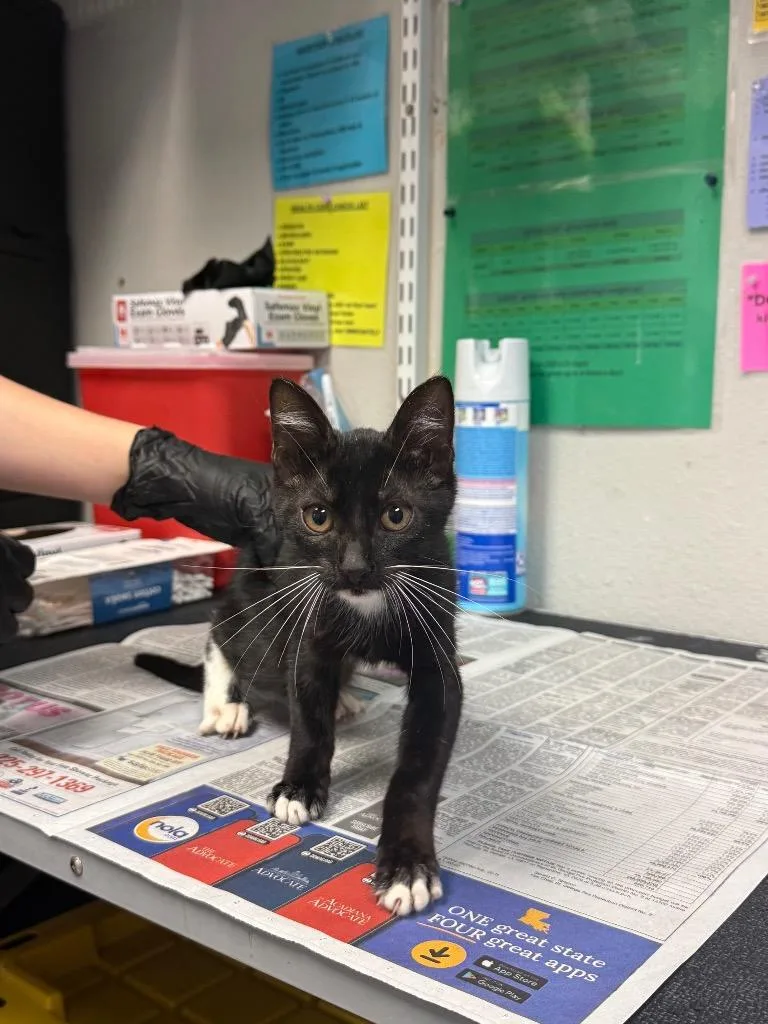 A baby medium-sized male Domestic Short Hair cat named Sanders for adoption in Sorrento, LA
