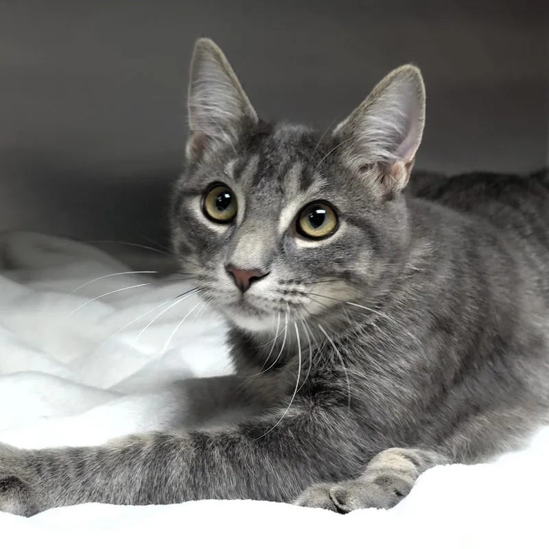 A young medium-sized female Gray / Blue / Silver Domestic Short Hair cat named Adria for adoption in Michigan City, IN