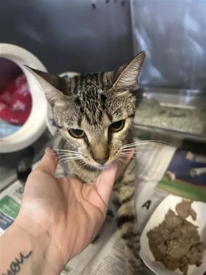 An adult medium-sized female Domestic Short Hair cat named Blair for adoption in Largo, FL