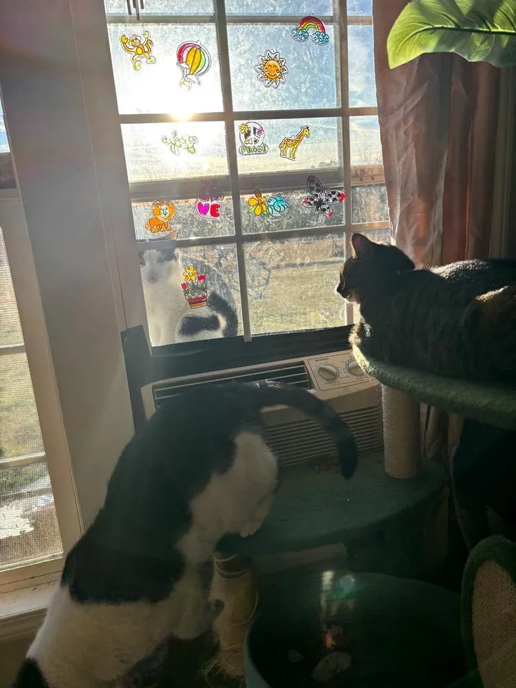 Tux Darling thumbnail 2