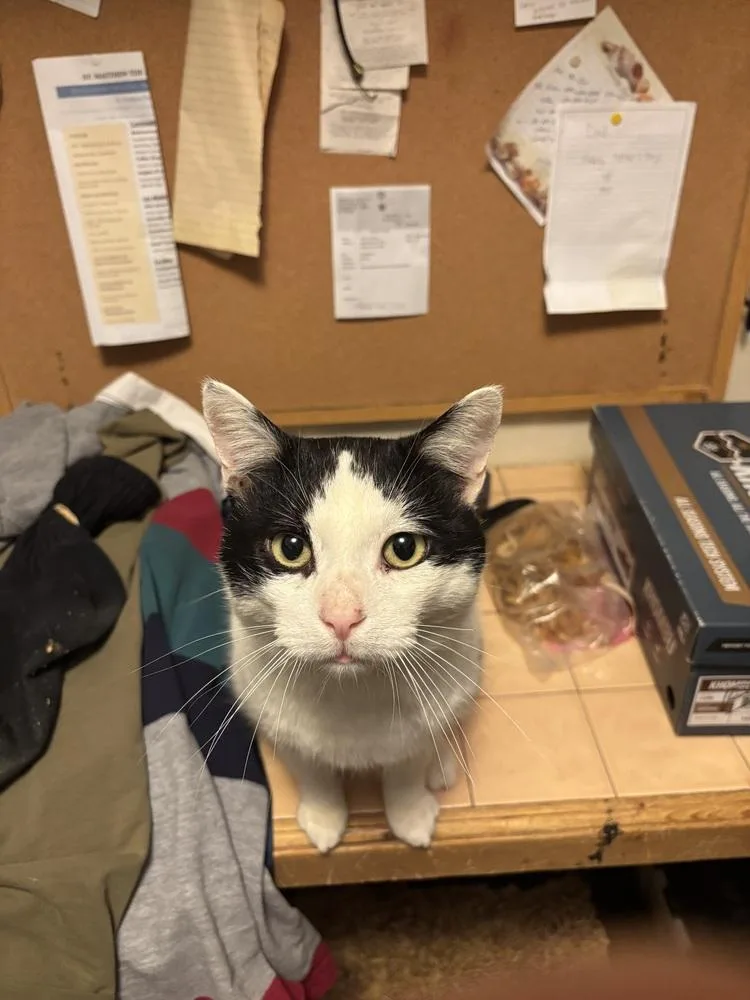 Tux Darling thumbnail 3