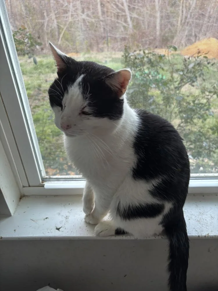 Tux Darling thumbnail 4