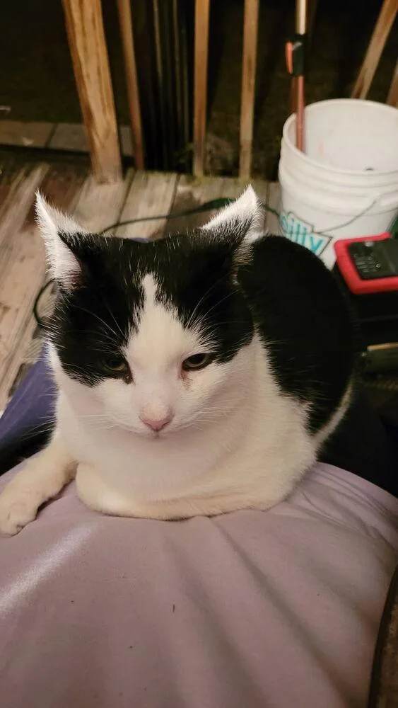 Tux Darling thumbnail 6