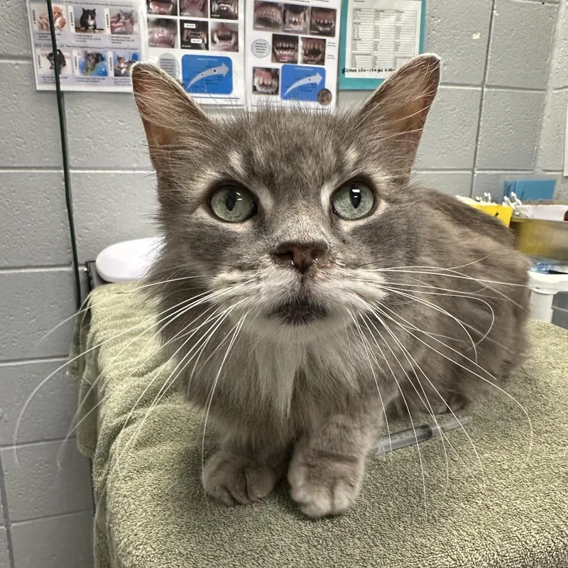 A senior medium-sized female Domestic Medium Hair cat named Mortgage for adoption in West Olive, MI