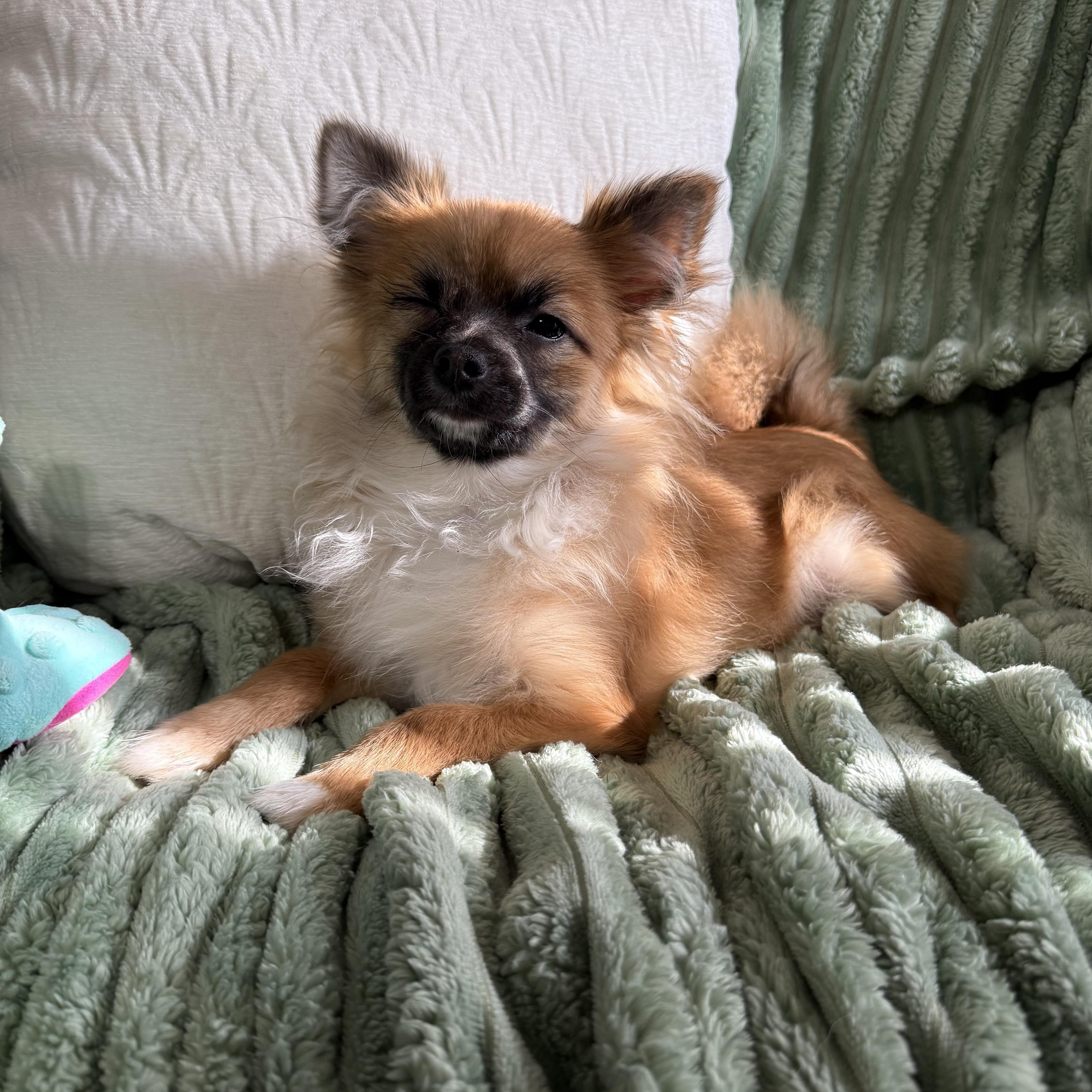 Teddy Bear