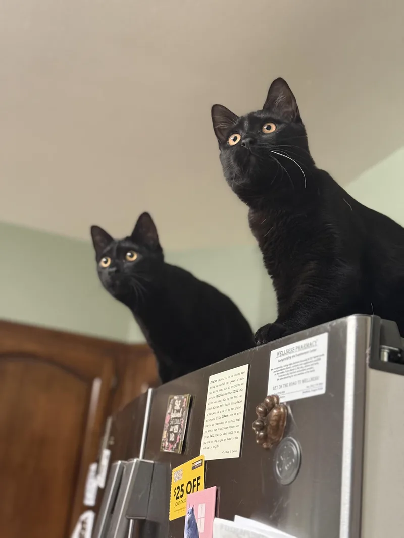 Gertie & Delilah