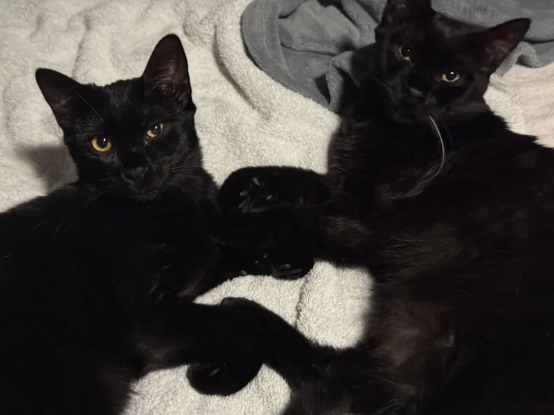 Gertie & Delilah thumbnail 3
