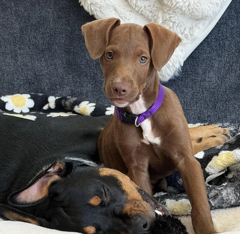 A baby medium-sized female Brown / Chocolate Vizsla dog named Bambi for adoption in Rock Hill, SC
