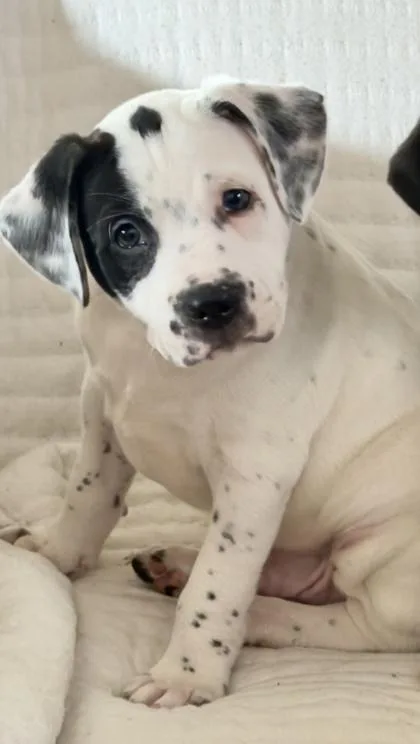 Ludo Radovic thumbnail 3