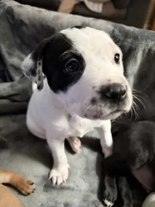 Ludo Radovic thumbnail 5