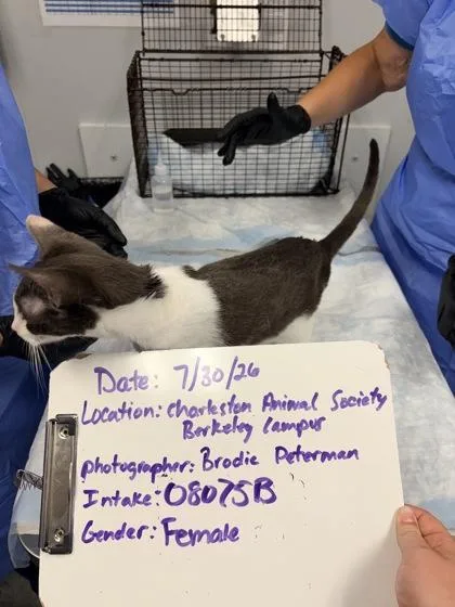 An adult medium-sized female Domestic Short Hair cat named b Holla for adoption in North Charleston, SC
