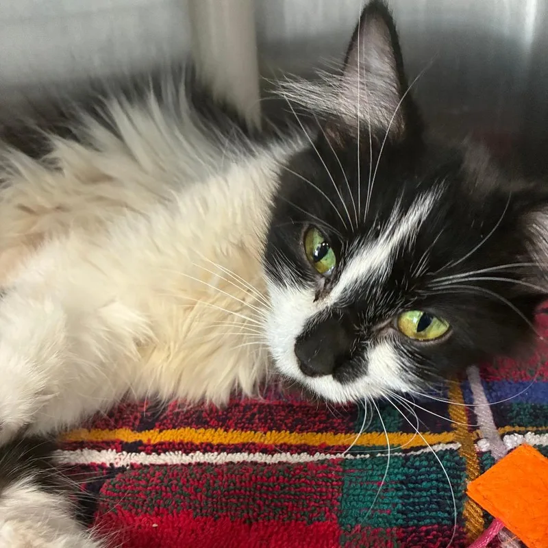 An adult medium-sized female Black Domestic Long Hair cat named Sharpei for adoption in Oak Park, IL