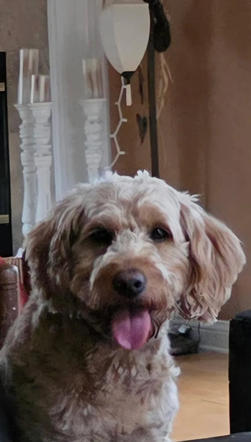 A young medium-sized female Golden Goldendoodle dog named Raspberry for adoption in Union Grove, WI