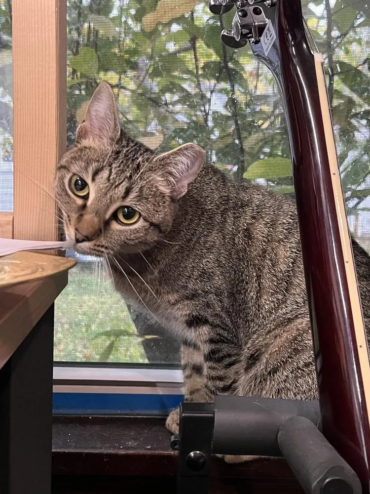 An adult medium-sized male Domestic Short Hair cat named Borzoi for adoption in Urbana, IL