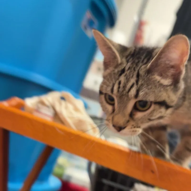 A baby small-sized male Gray / Blue / Silver Domestic Short Hair cat named Max for adoption in Spokane, WA