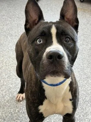 A young large-sized male Pit Bull Terrier dog named Tag for adoption in Westland, MI