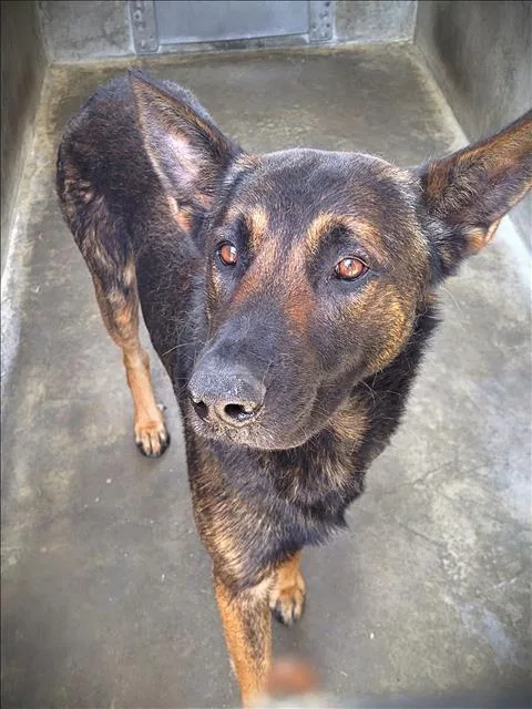 An adult large-sized male German Shepherd Dog dog named Chocolate for adoption in Los Angeles, CA