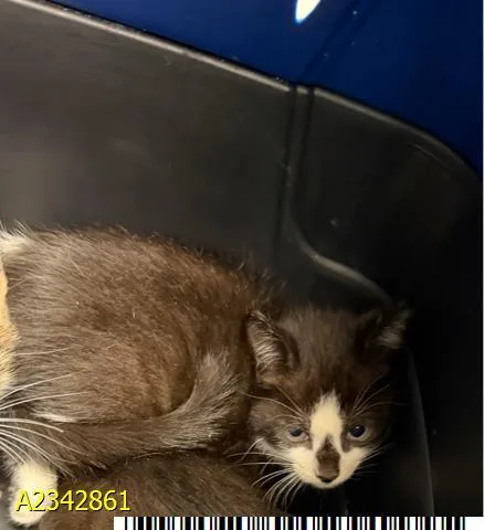 A baby small-sized male Domestic Short Hair cat named Tommy for adoption in West Palm Beach, FL