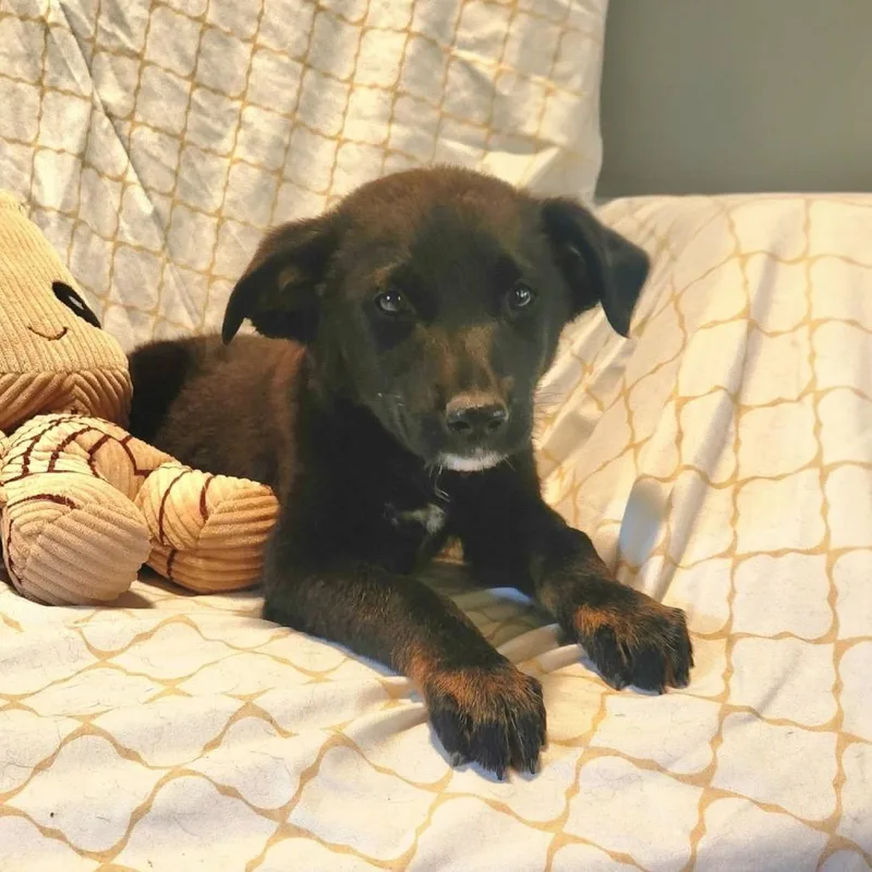 A baby medium-sized male Black German Shepherd Dog dog named Hundo for adoption in Ferndale, MI