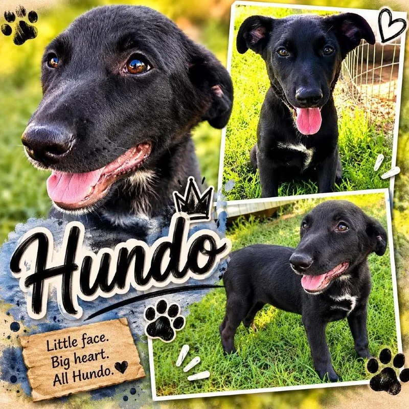 Hundo thumbnail 3