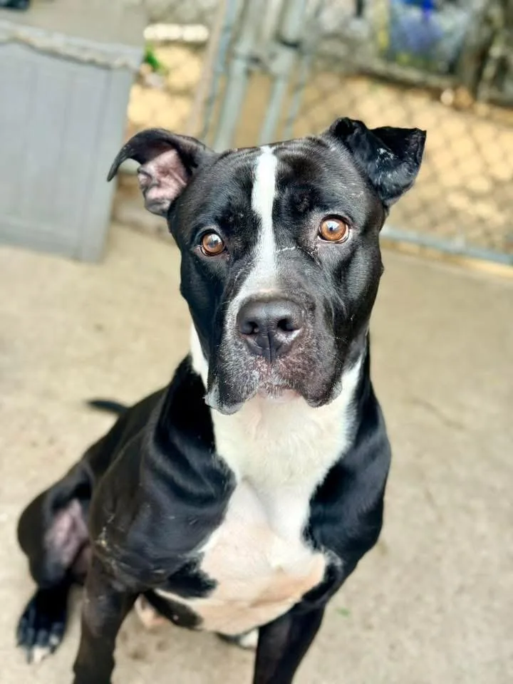 An adult medium-sized male Black Pit Bull Terrier dog named Speakeasy for adoption in Chicago, IL