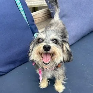An adult small-sized female White / Cream Miniature Schnauzer dog named Opal for adoption in Lincolnshire, IL