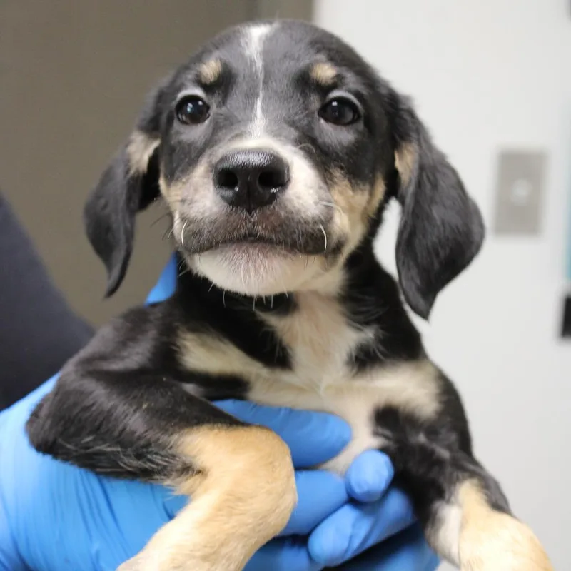 A baby small-sized female Black Mouth Cur dog named Puff for adoption in Cleveland, MS