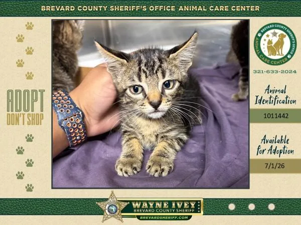 A baby small-sized male Domestic Short Hair cat named Donkey for adoption in Melbourne, FL