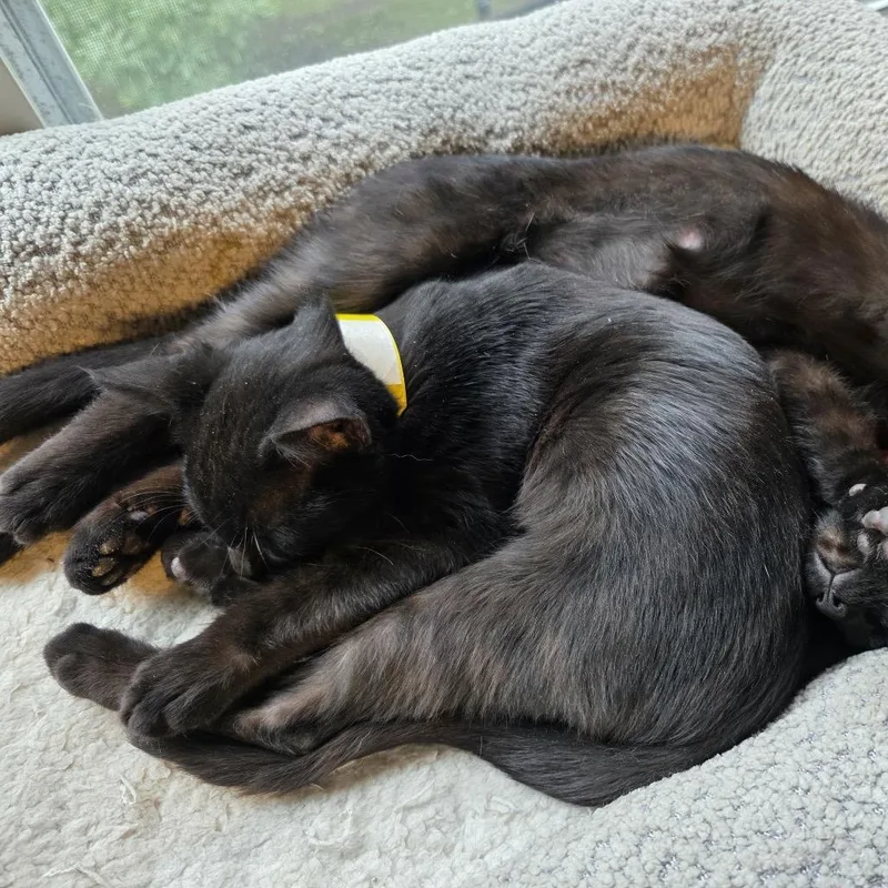 A baby small-sized male Black Domestic Short Hair cat named Titan for adoption in Buffalo, MN