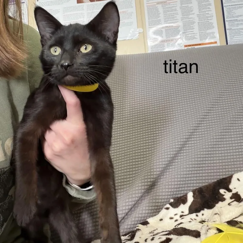 Titan thumbnail 4