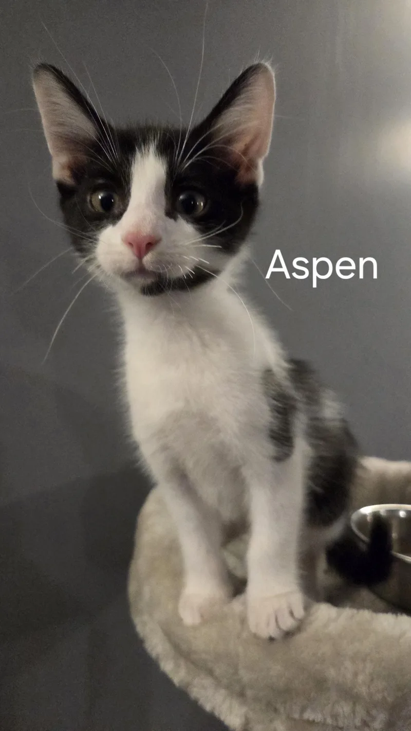 A baby small-sized male Black & White / Tuxedo Domestic Short Hair cat named Aspen for adoption in Richland, MI
