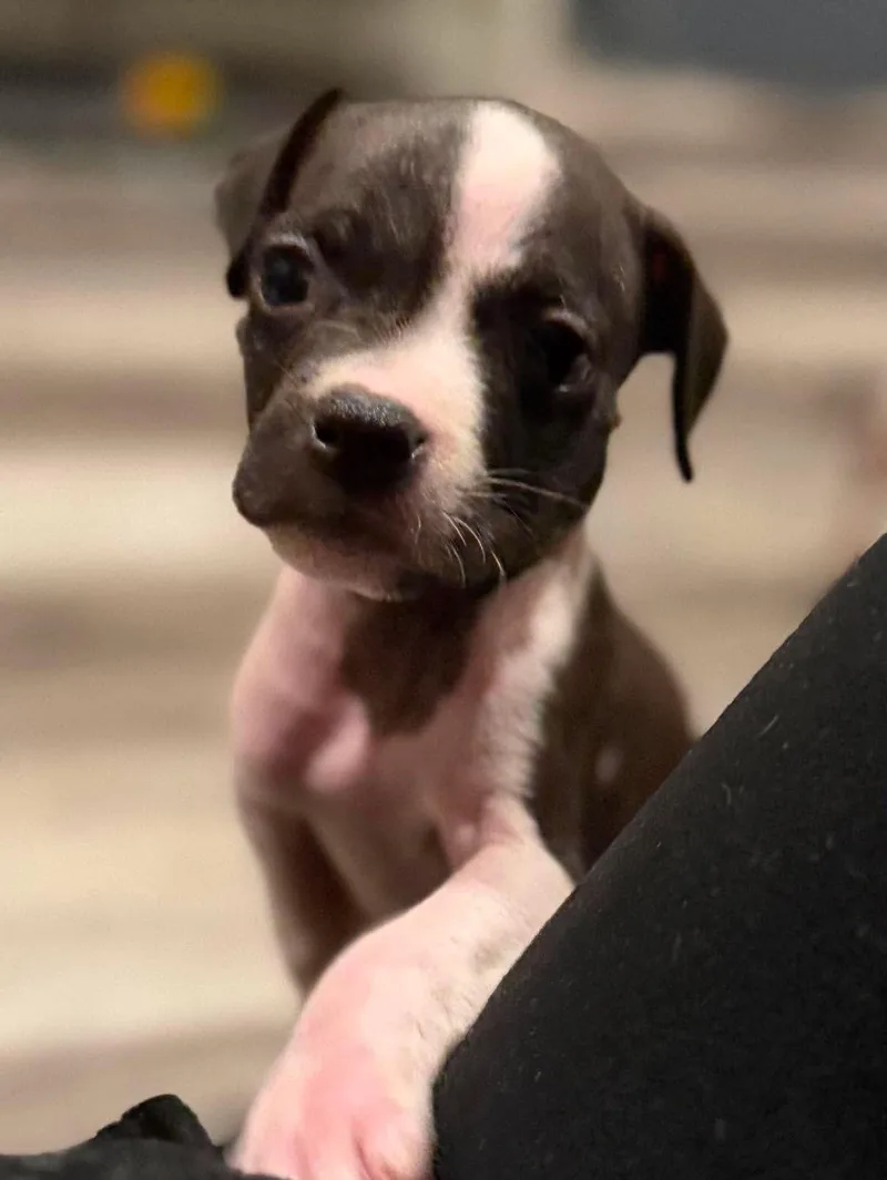 Tux