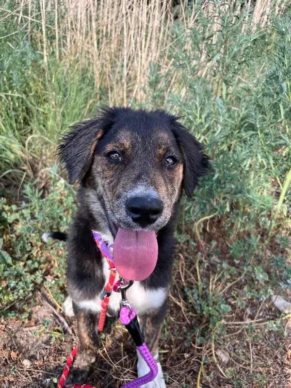 A baby medium-sized male Black Australian Shepherd dog named Tyson for adoption in Fort Collins, CO