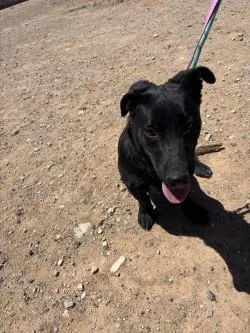A young large-sized female Black German Shepherd Dog dog named Cutie Pie for adoption in El Paso, TX