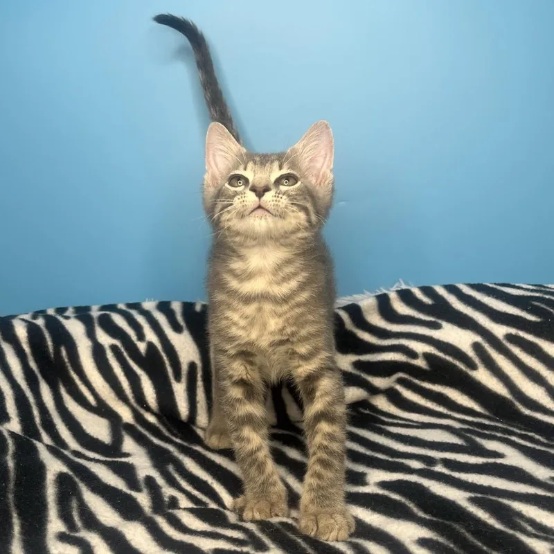 A baby small-sized male Brown / Chocolate Domestic Short Hair cat named Peep for adoption in San Antonio, TX
