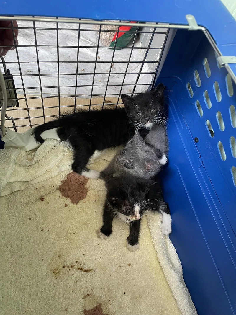 A baby medium-sized female Black & White / Tuxedo Domestic Short Hair cat named Bridget B. for adoption in Trenton, NJ