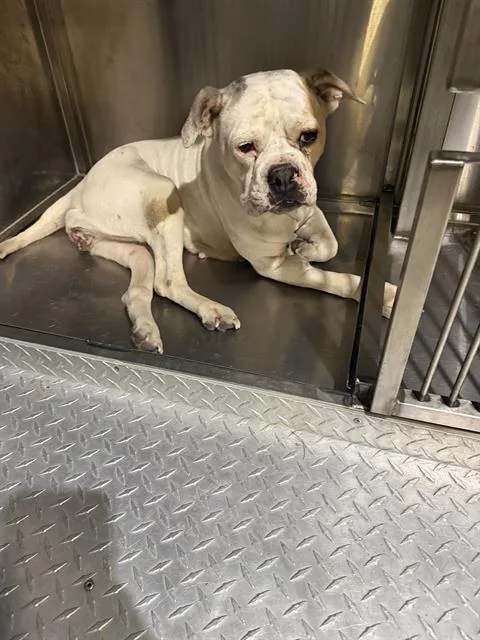 An adult large-sized female Mixed Breed dog named Miah for adoption in Dallas, TX