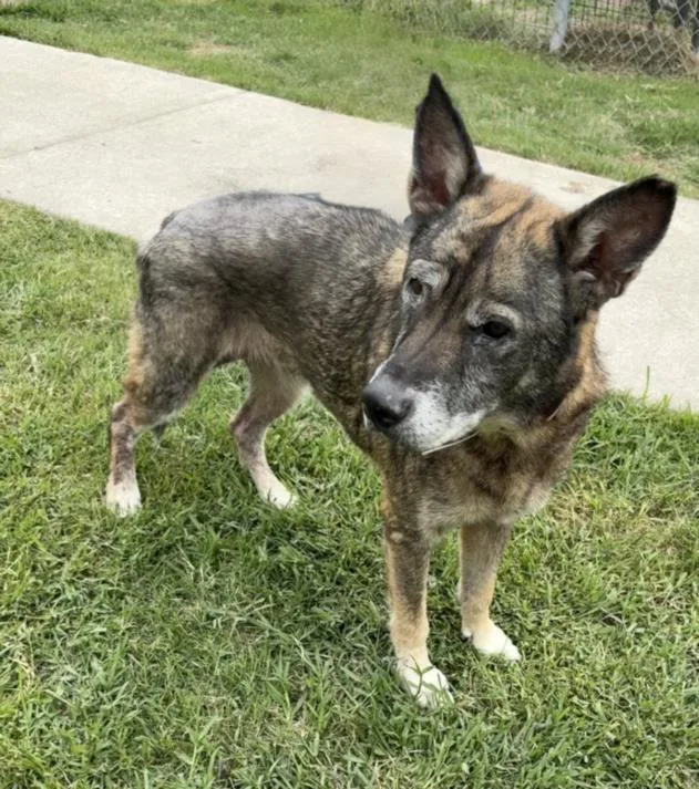 An adult large-sized female German Shepherd Dog dog named Emerstyn for adoption in Houston, TX