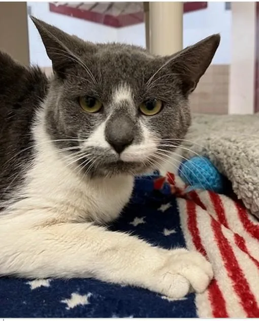An adult medium-sized male Domestic Short Hair cat named Adrian for adoption in Springfield, MA