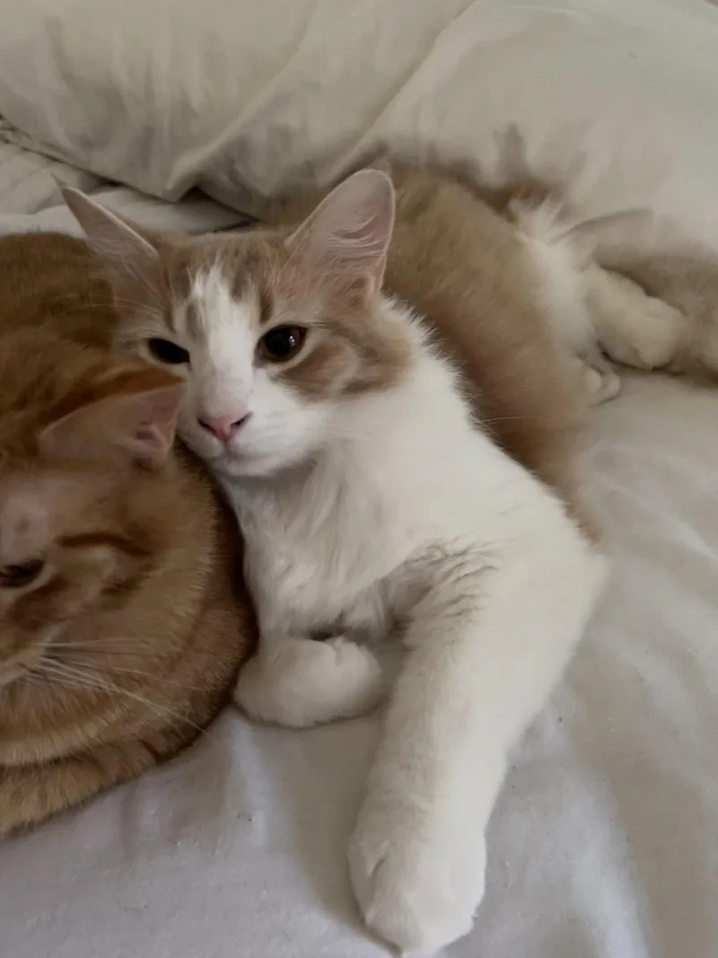 A young medium-sized male Orange & White Domestic Medium Hair cat named Gelato for adoption in Irving, TX