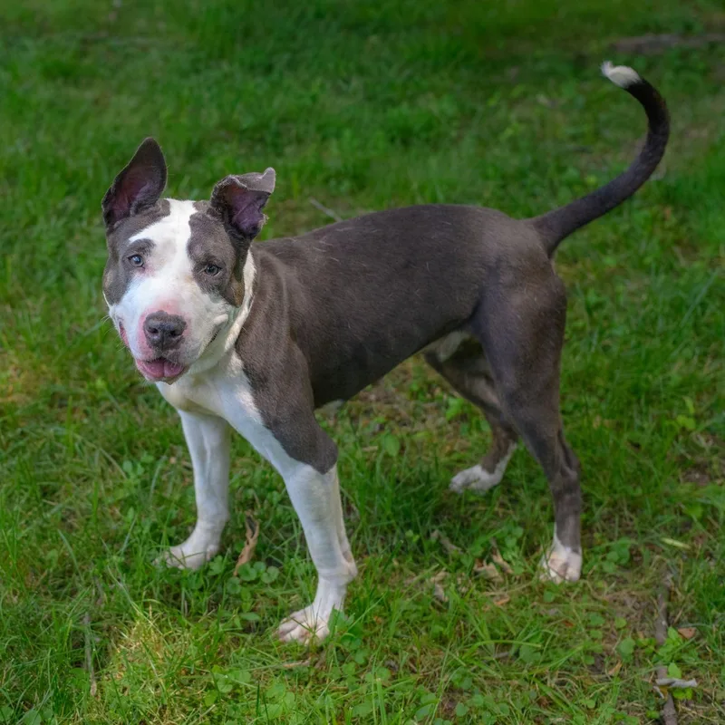A young medium-sized female Bull Terrier dog named Crystal for adoption in Hamilton, NJ