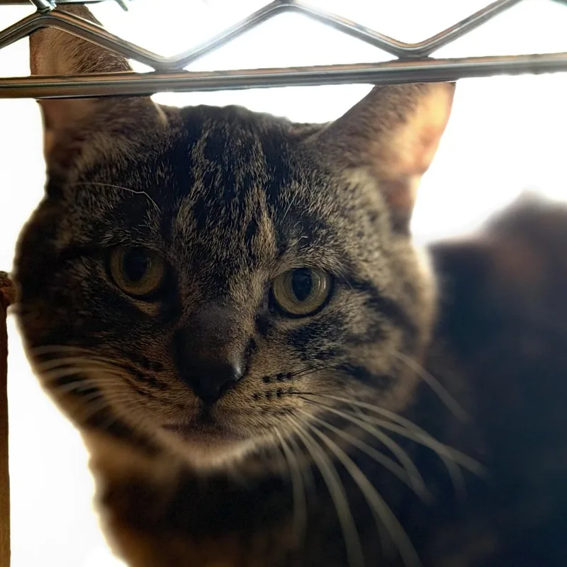 An adult medium-sized male Tabby (Brown / Chocolate) Domestic Short Hair cat named Sandstone for adoption in Rochester Hills, MI