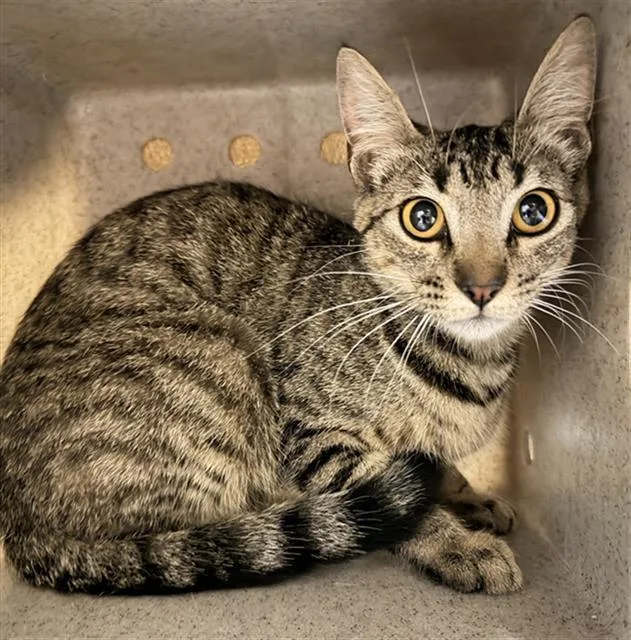A young small-sized female Domestic Short Hair cat named Profiterole for adoption in Camarillo, CA